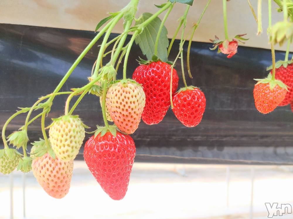 ���ܥ���Х��顦�����CLUB WONDER(����� ������) ���ĥ���3��21���̥�֥����֤���������🍓🍓🍓��