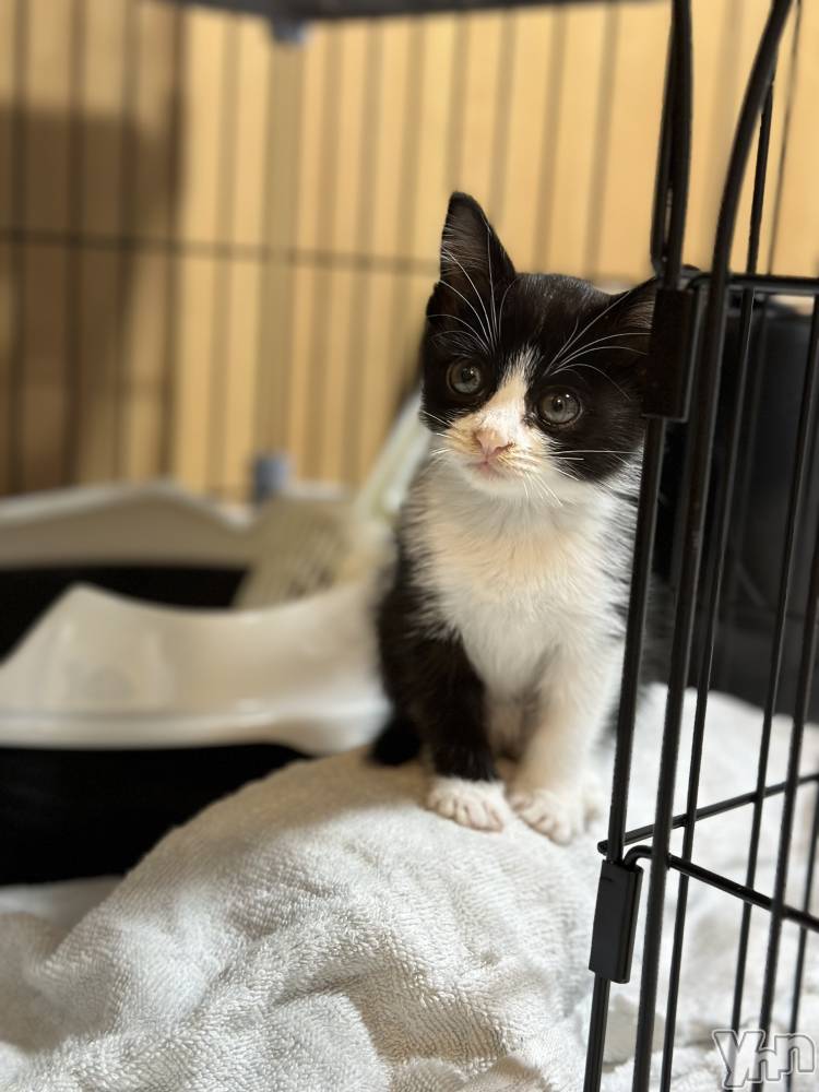 ���ܥ���Х��顦�����CLUB HEARTS(����֥ϡ���) ������2��7���̥�֥����֥��������������С��ǿ�����뤢��������