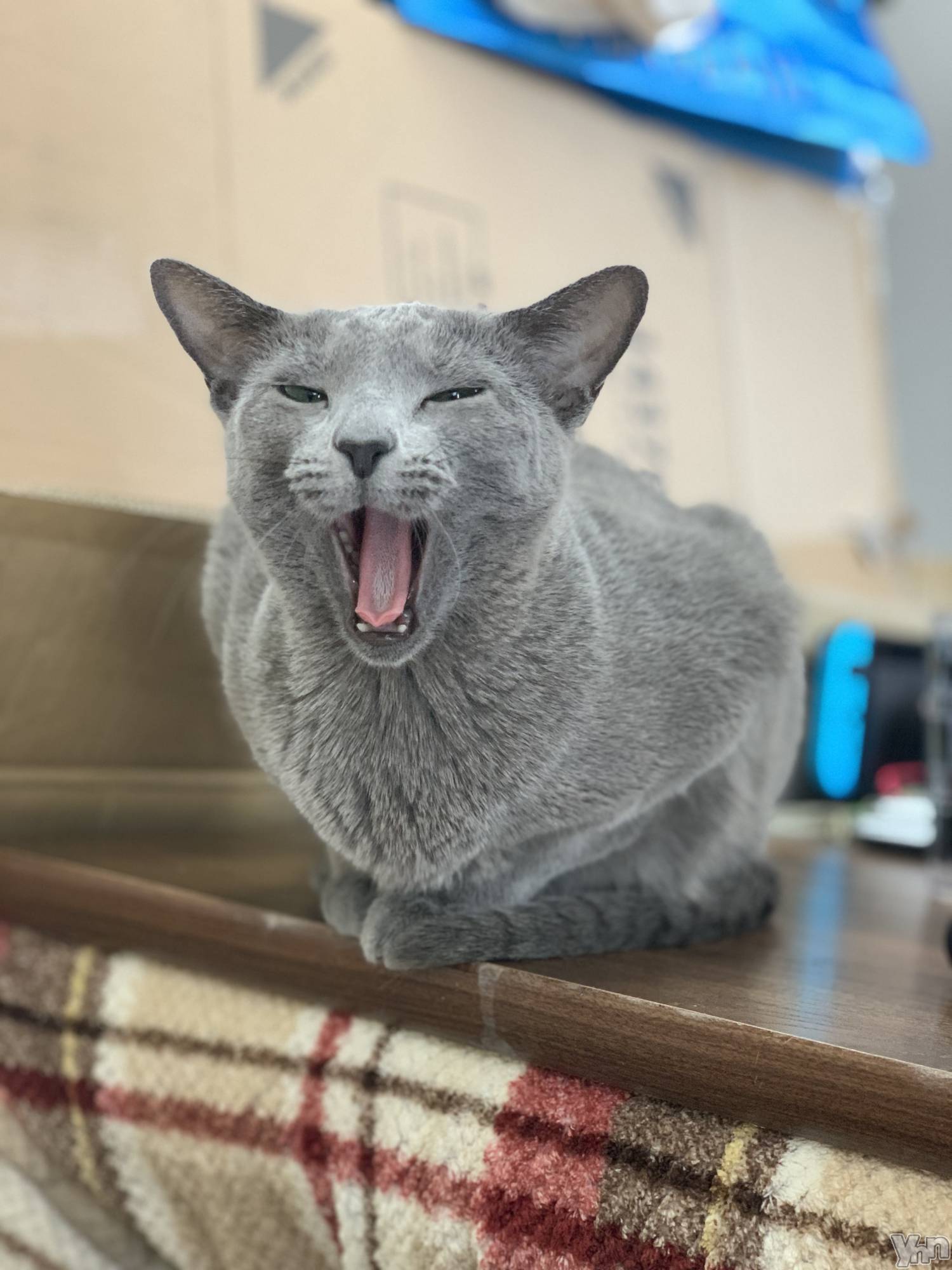 ���ܥ���Х��顦�����CLUB HEARTS(����֥ϡ���) ��2024ǯ2��4���̥�֥����� ���䤹�ߤʤ�����