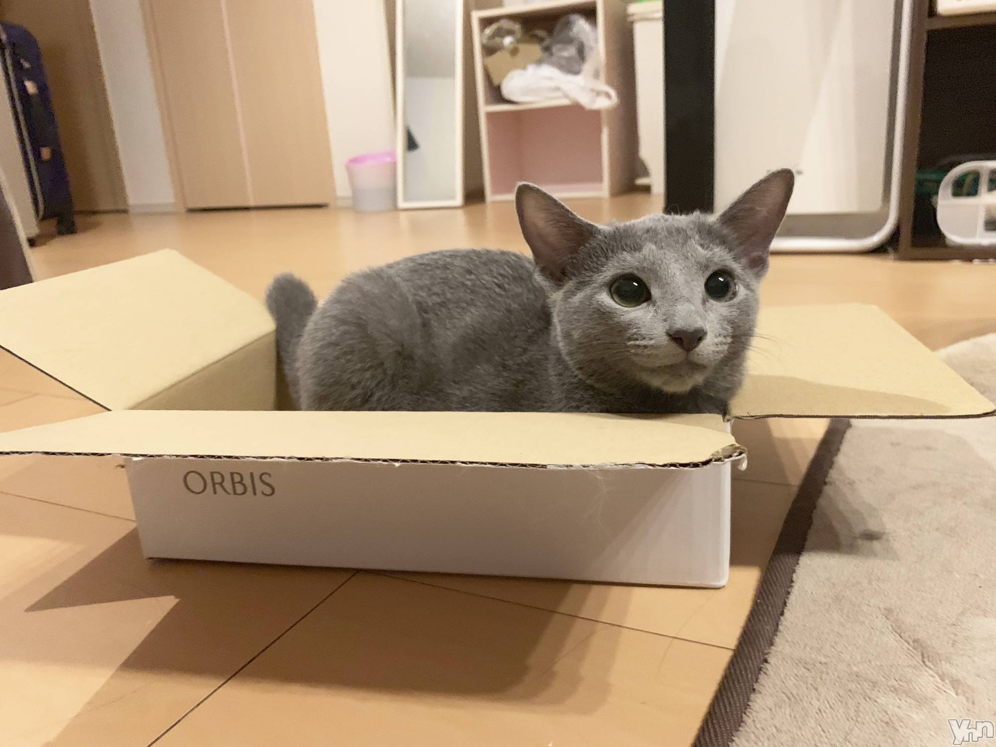 ���ܥ���Х��顦�����CLUB HEARTS(����֥ϡ���) ��2024ǯ2��6���̥�֥����ֻ�𤬽Ťʤꤪ�٤ߤǤ���