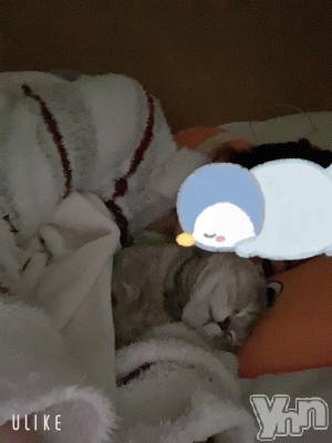 甲府ソープ オレンジハウス ひなた(24)の10月31日写メブログ「猫好きのお兄さん🐱」