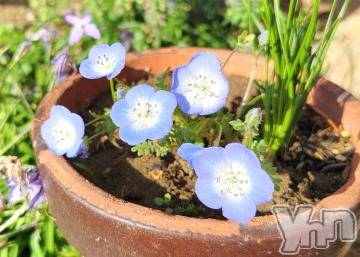 甲府デリヘルThree＆Men’s Spa 甲府(スリー＆メンズスパ コウフ) はるかツー(28)の5月3日写メブログ「今が見頃！！」