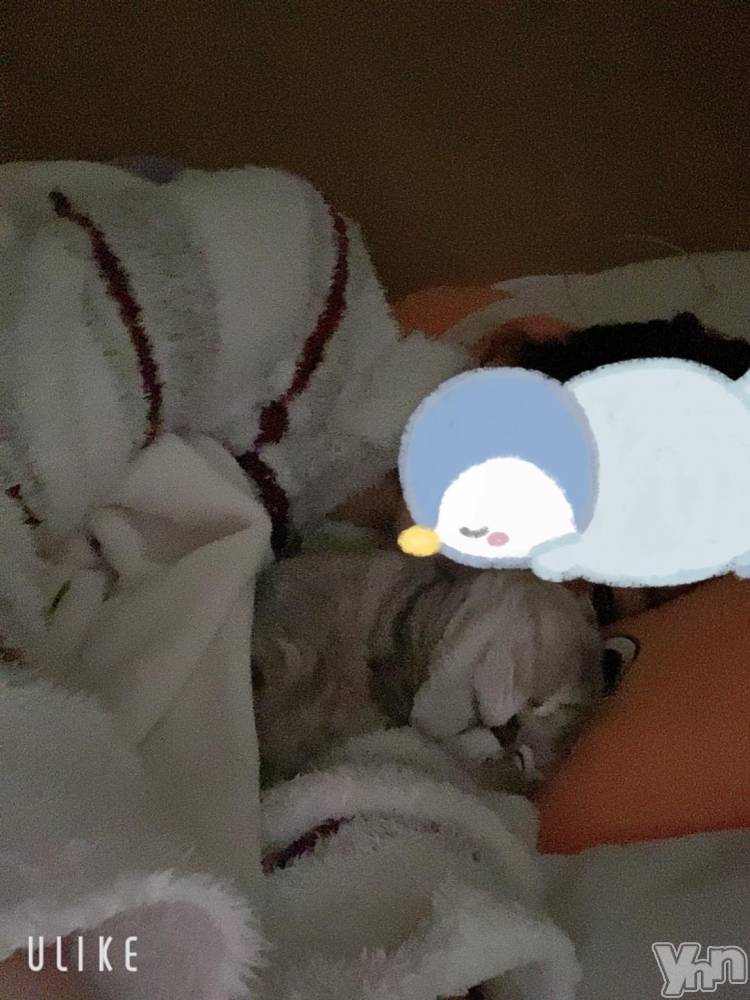 甲府ソープ石蹄(セキテイ) ひなた(24)の10月31日写メブログ「猫好きのお兄さん🐱」