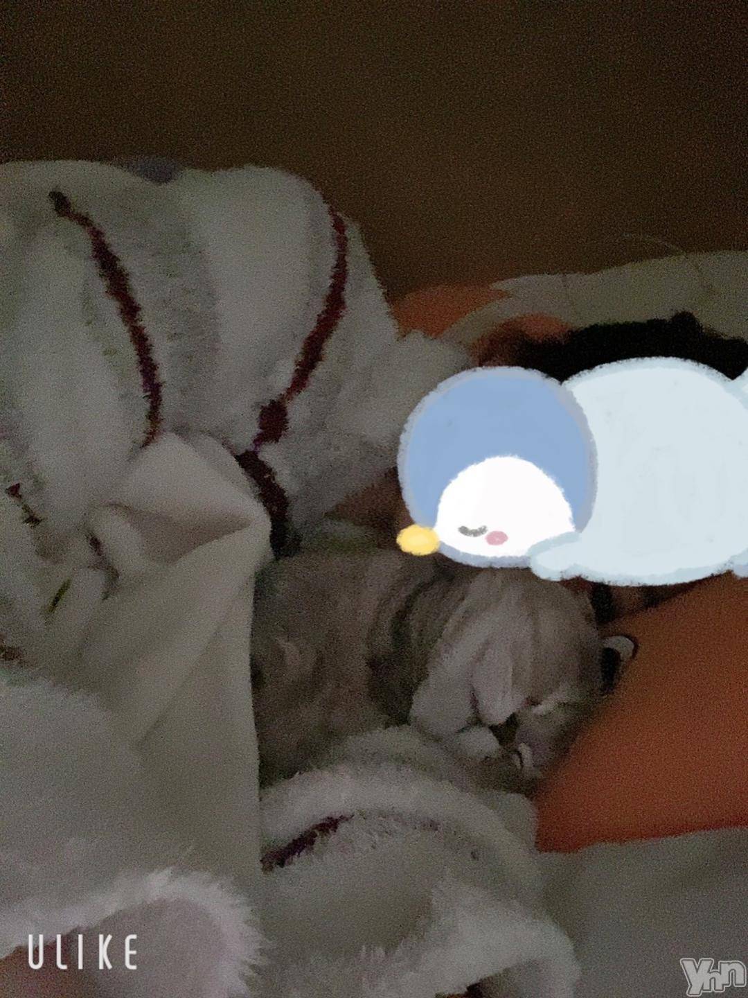 甲府ソープ石蹄(セキテイ)ひなた(24)の2024年10月31日写メブログ「猫好きのお兄さん🐱」