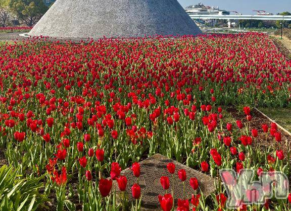 甲府デリヘル甲府人妻隊(コウフヒトヅマタイ)えり(50)の2025年4月19日写メブログ「おはよう🌸えり」