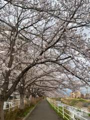 甲府デリヘル甲府人妻隊(コウフヒトヅマタイ) えり(50)の3月25日写メブログ「🌸満開の桜🌸」