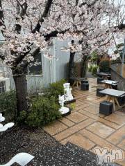 甲府デリヘル甲府人妻隊(コウフヒトヅマタイ) えり(50)の3月26日写メブログ「🌸甲府の桜も見納め🌸」