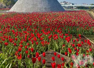 甲府デリヘル 甲府人妻隊(コウフヒトヅマタイ) えり(50)の4月19日写メブログ「おはよう🌸えり」