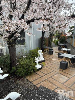 甲府デリヘル 甲府人妻隊(コウフヒトヅマタイ) えり(50)の3月26日写メブログ「🌸甲府の桜も見納め🌸」