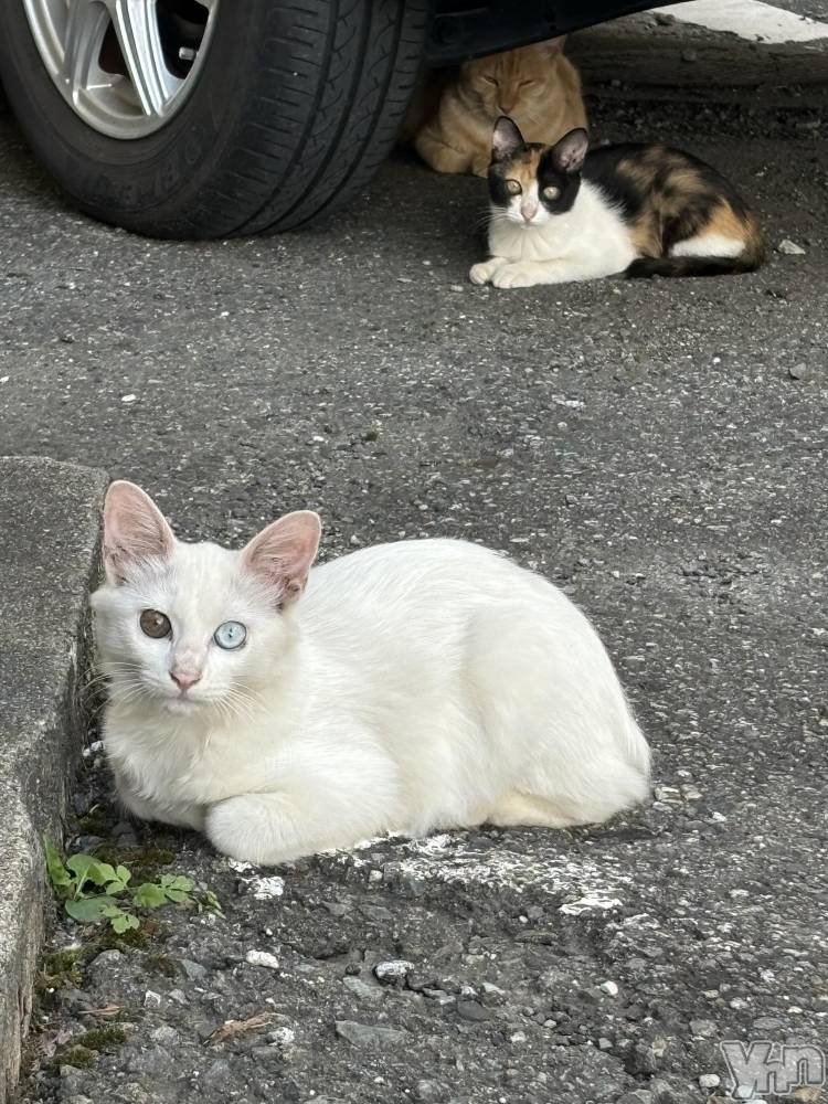 ���ܥ���Х��顦�����Cheriru(�������) �����ߤ�8��31���̥�֥����֤��襤�Ҥ����🩷��