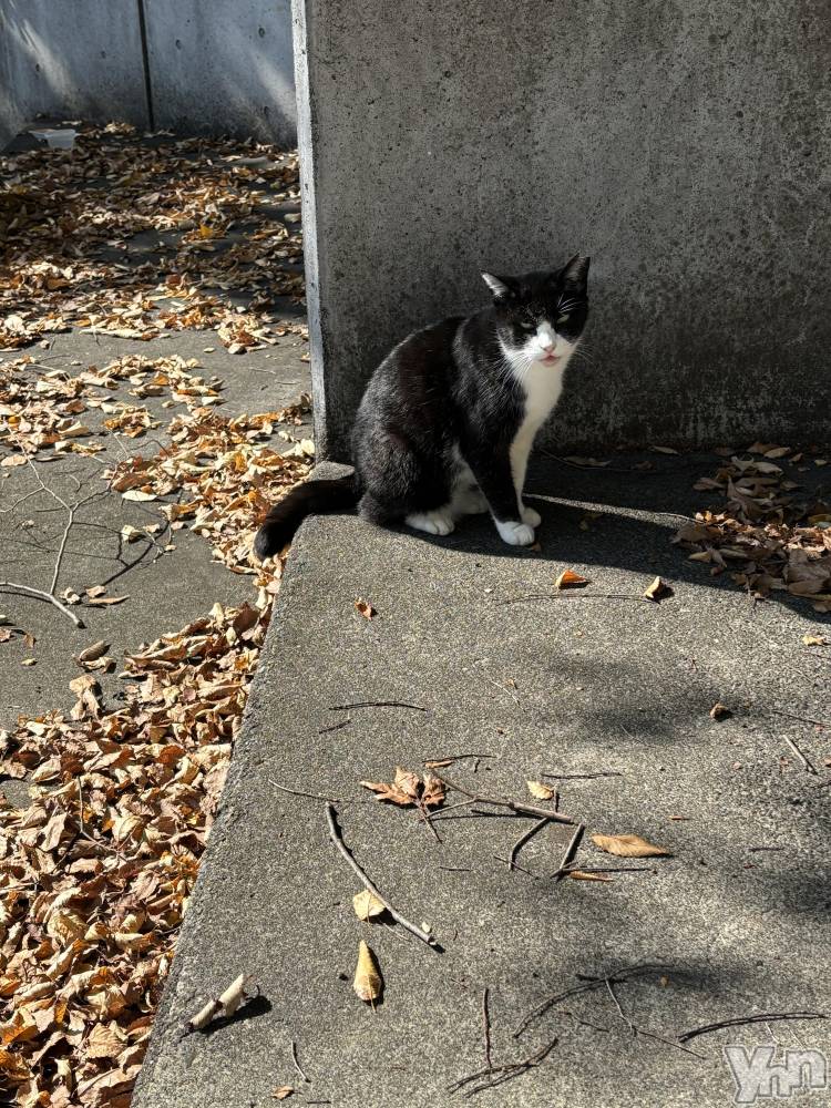 ���ܥ���Х��顦�����Cheriru(�������) �����ߤ�11��16���̥�֥�����ǭ������