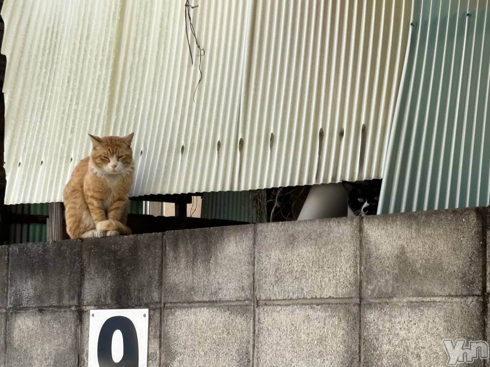 ���ܥ���Х��顦�����Cheriru(�������) �����ߤ�2��28���̥�֥�����🐈‍⬛��