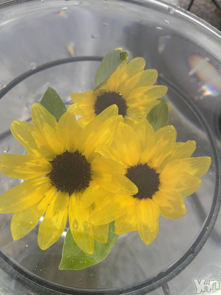 ���ܥ���Х��顦�����Cheriru(�������) �����ߤ�8��10���̥�֥�����🌻��