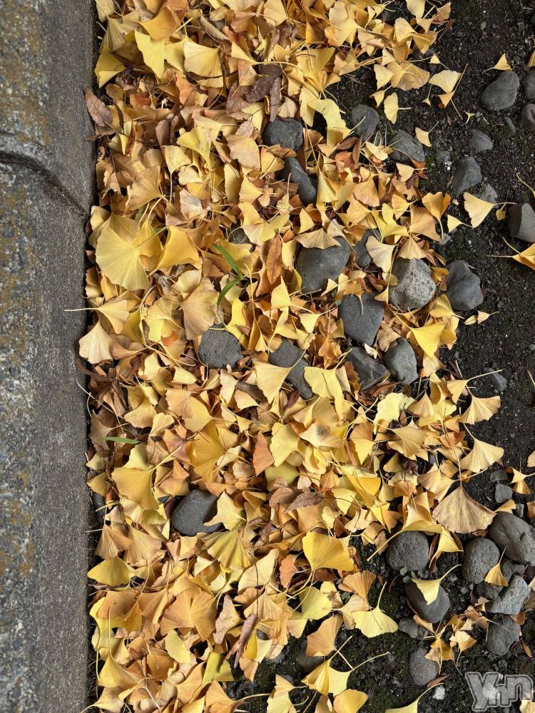 ���ܥ���Х��顦�����Cheriru(�������) �����ߤ�11��21���̥�֥�����🍂��