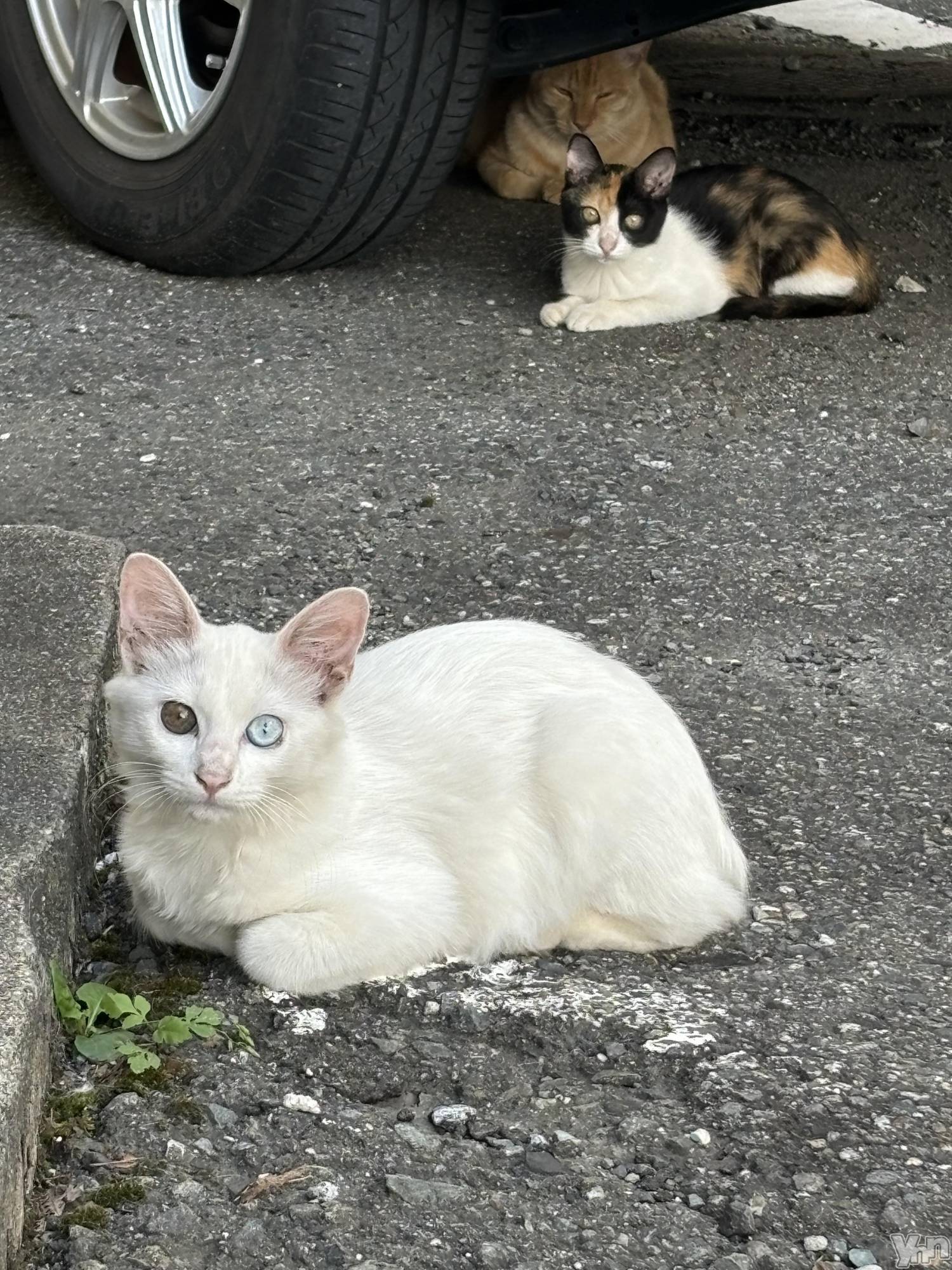 ���ܥ���Х��顦�����Cheriru(�������) ��2024ǯ8��31���̥�֥����֤��襤�Ҥ����🩷��