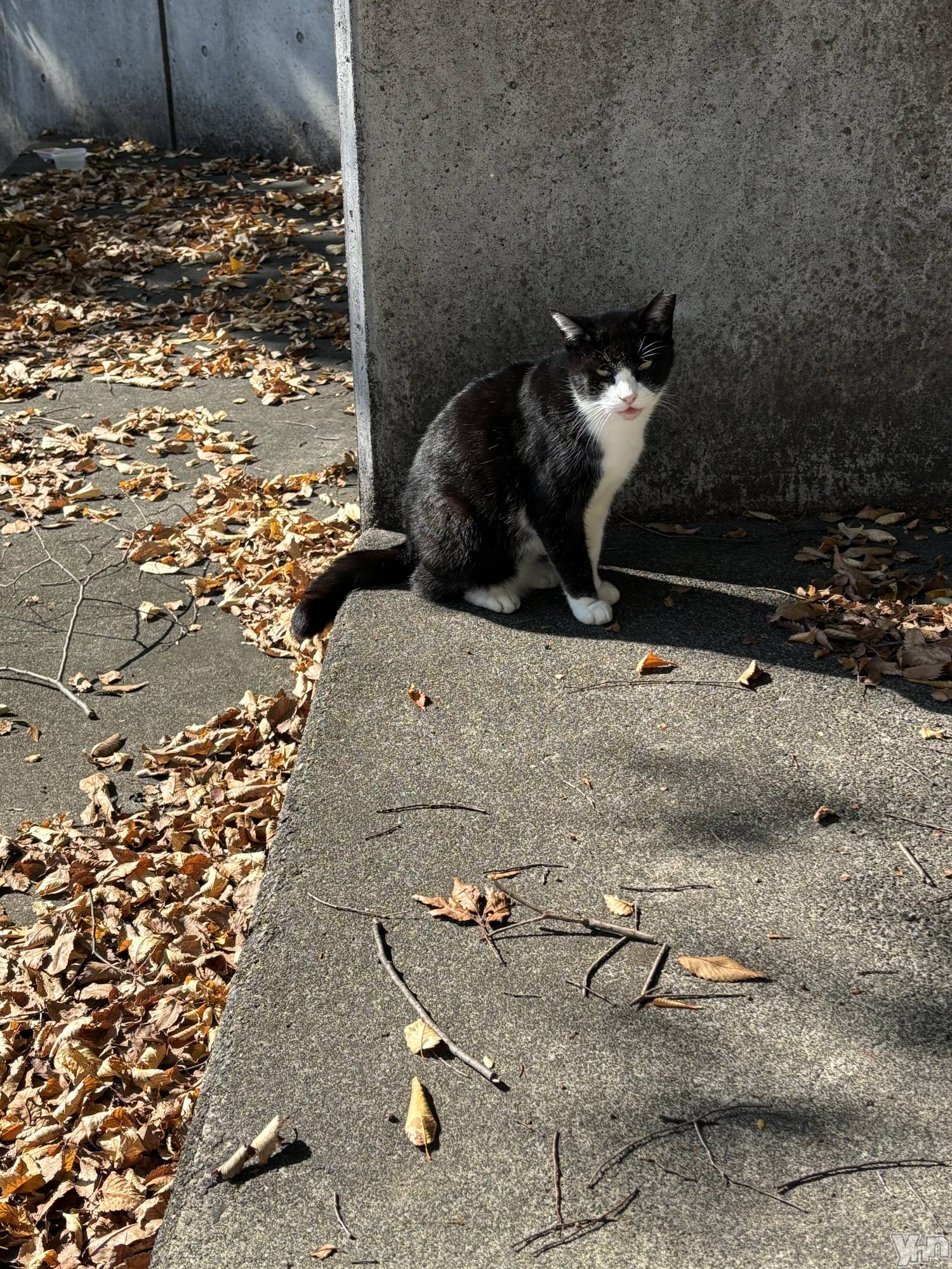 ���ܥ���Х��顦�����Cheriru(�������) ��2024ǯ11��16���̥�֥�����ǭ������