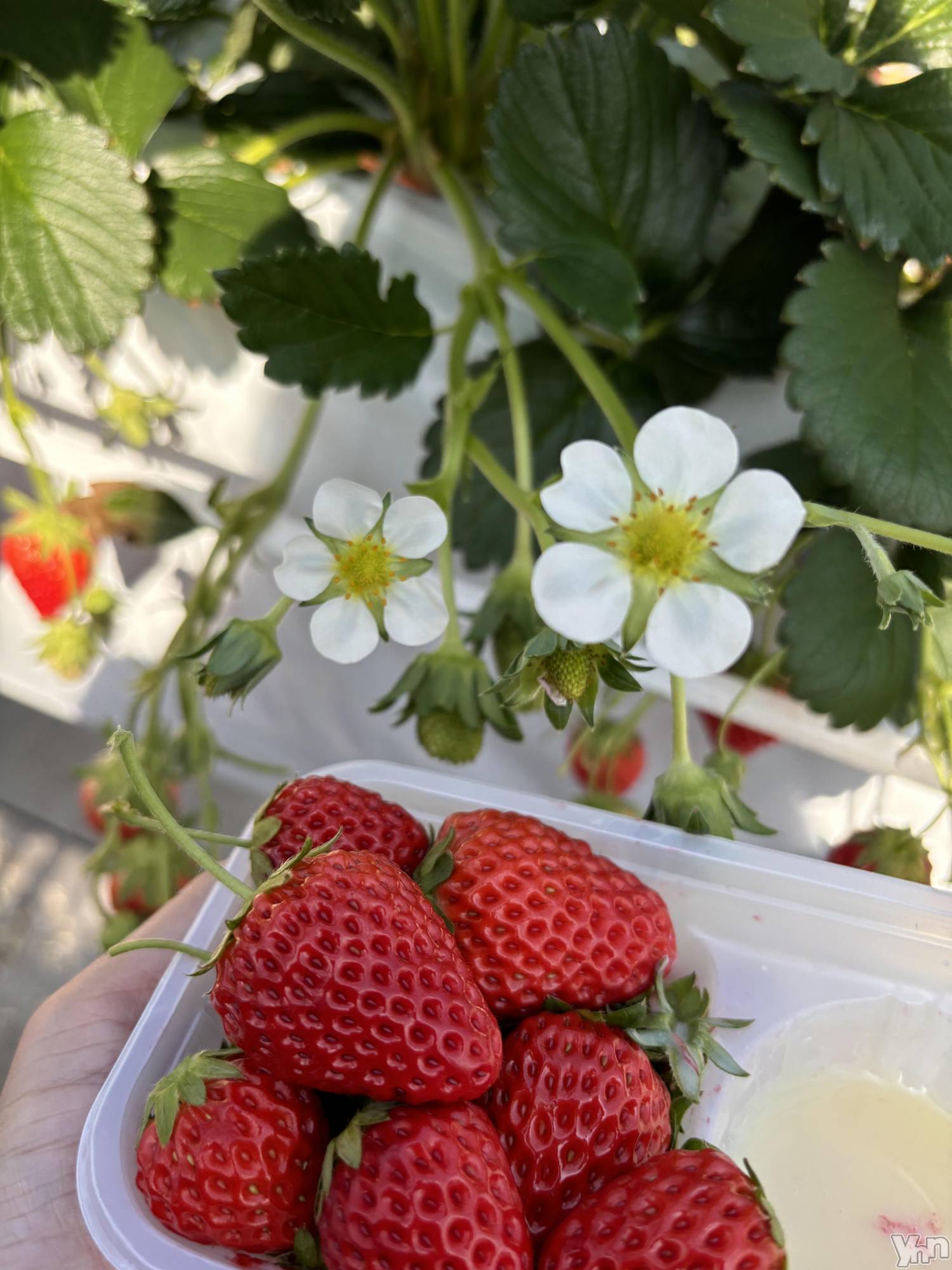 ���ܥ���Х��顦�����Cheriru(�������) ��2025ǯ2��13���̥�֥�����🍓��