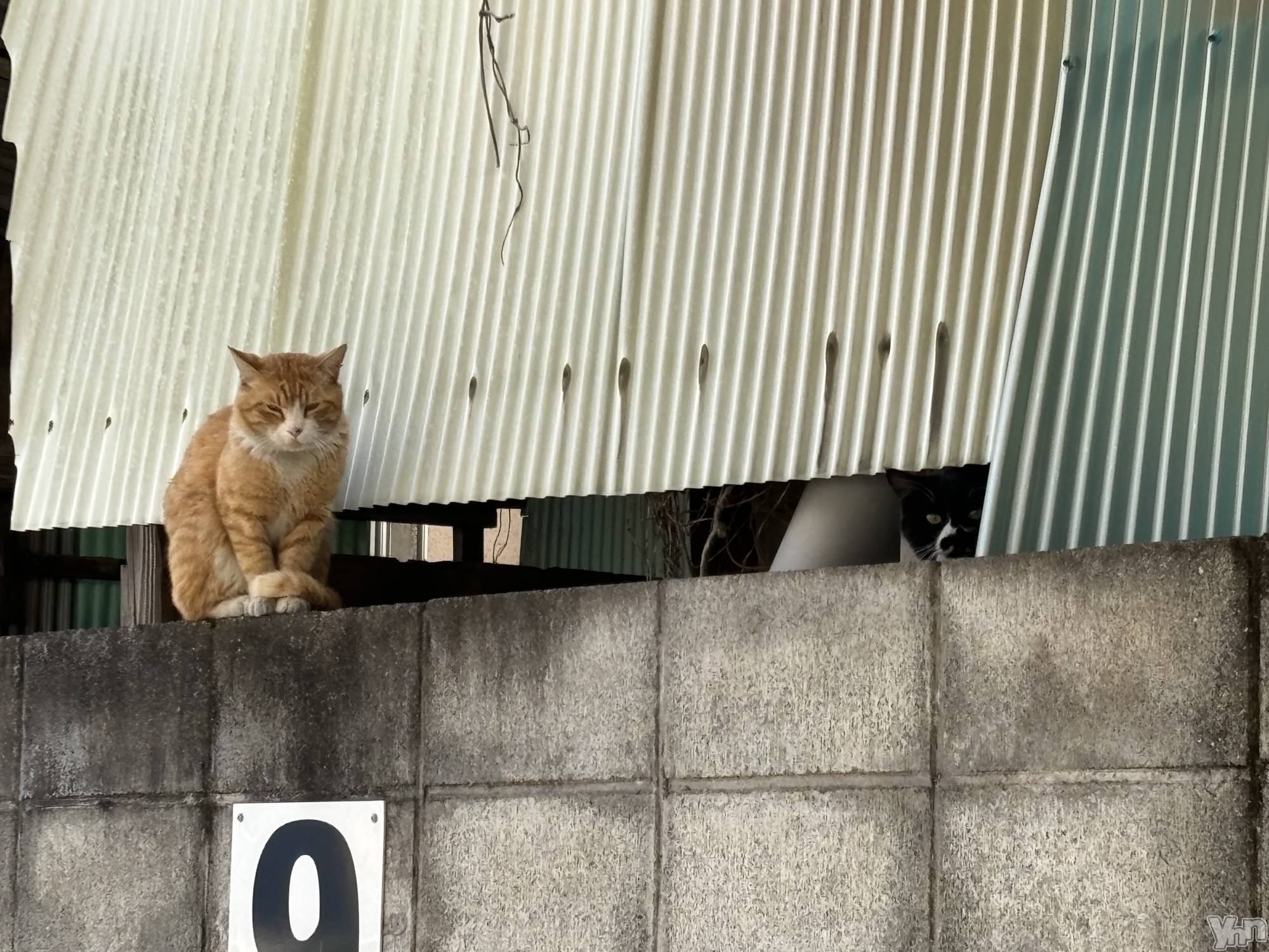 ���ܥ���Х��顦�����Cheriru(�������) ��2025ǯ2��28���̥�֥�����🐈‍⬛��