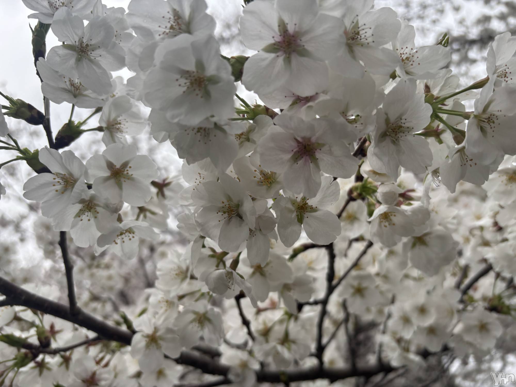 ���ܥ���Х��顦�����Cheriru(�������) ��2025ǯ4��1���̥�֥�����🌸��