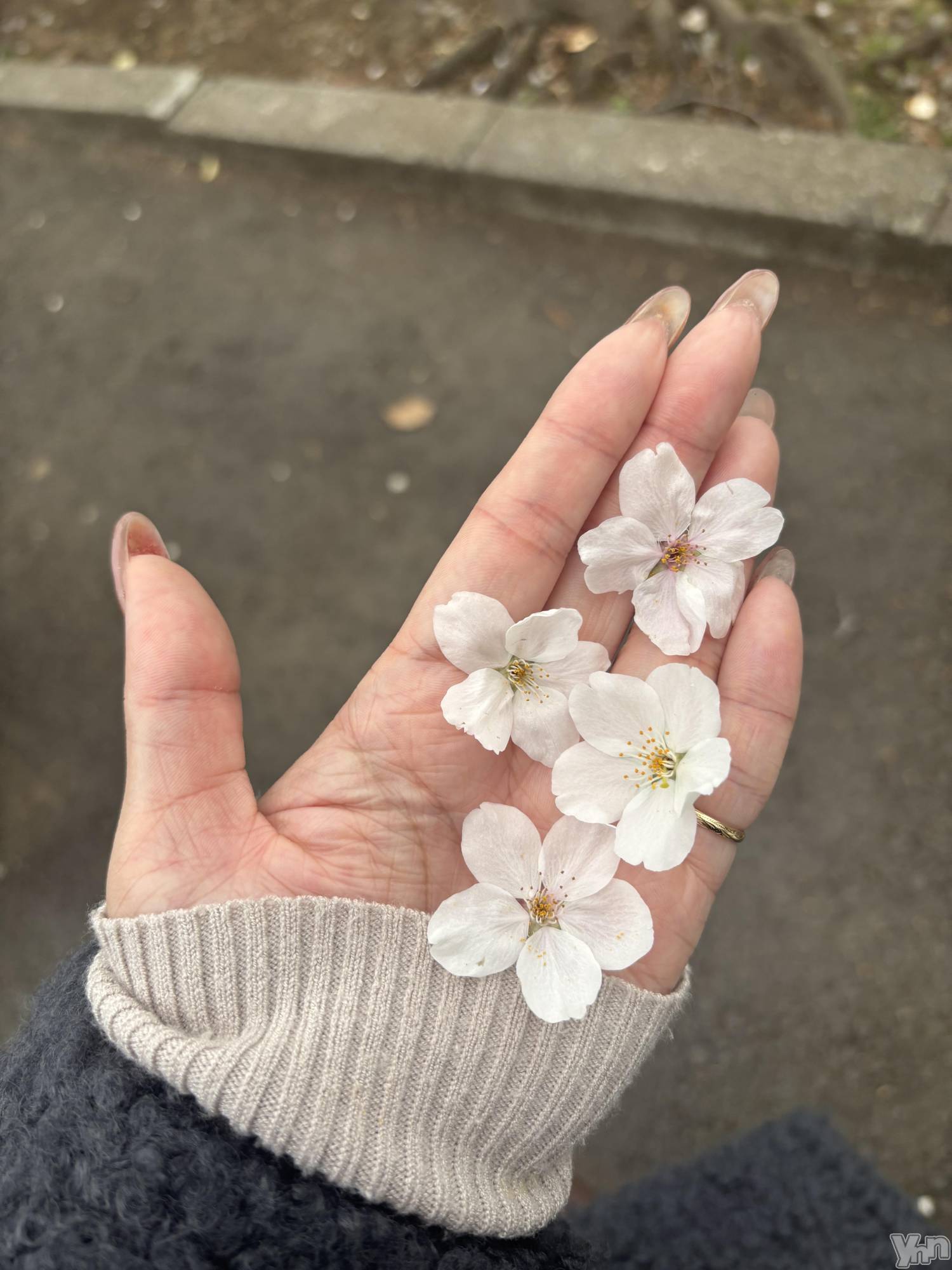 ���ܥ���Х��顦�����Cheriru(�������) ��2025ǯ4��4���̥�֥�����🏮��