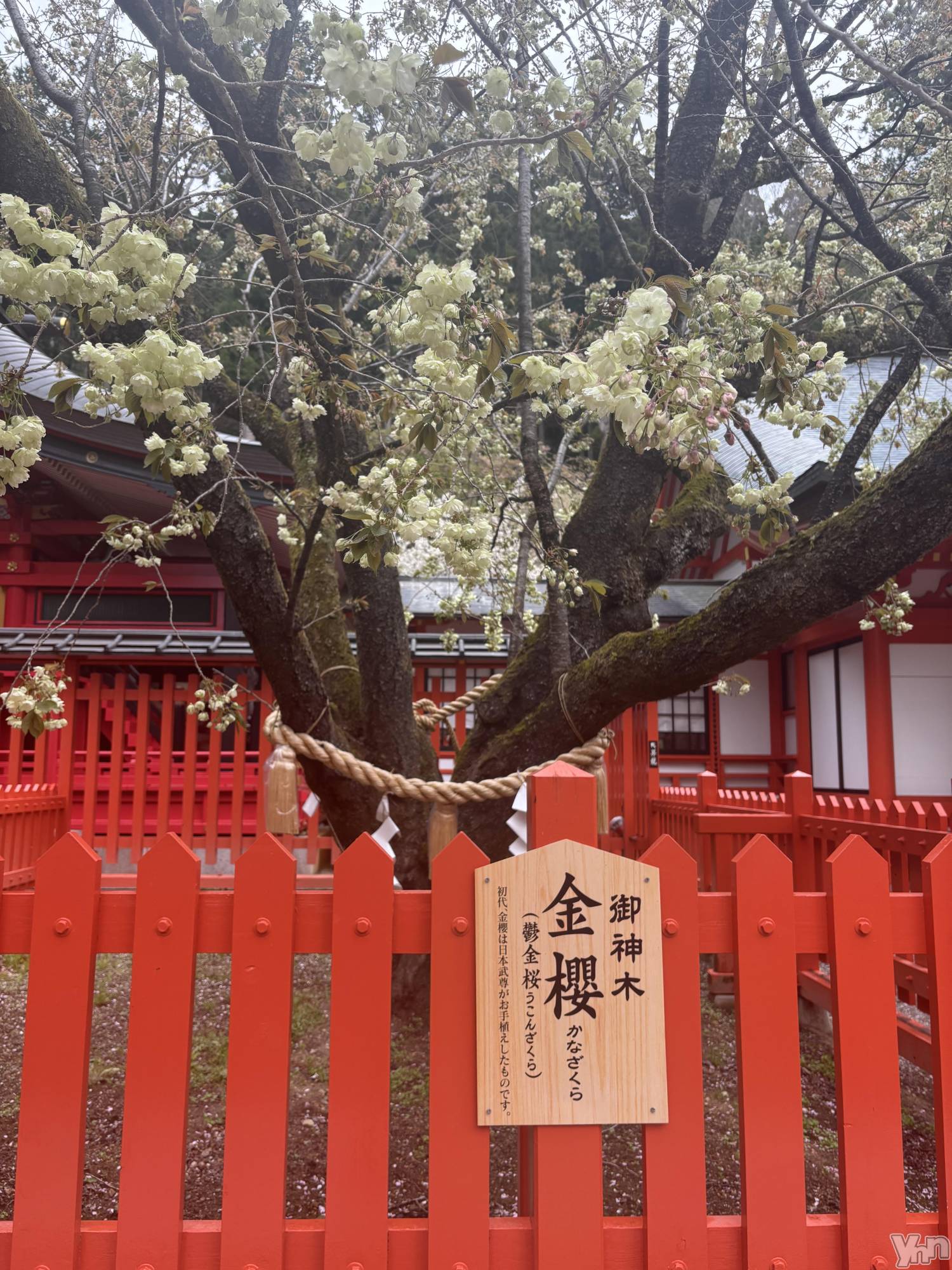 ���ܥ���Х��顦�����Cheriru(�������) ��2025ǯ4��30���̥�֥�����🌼��