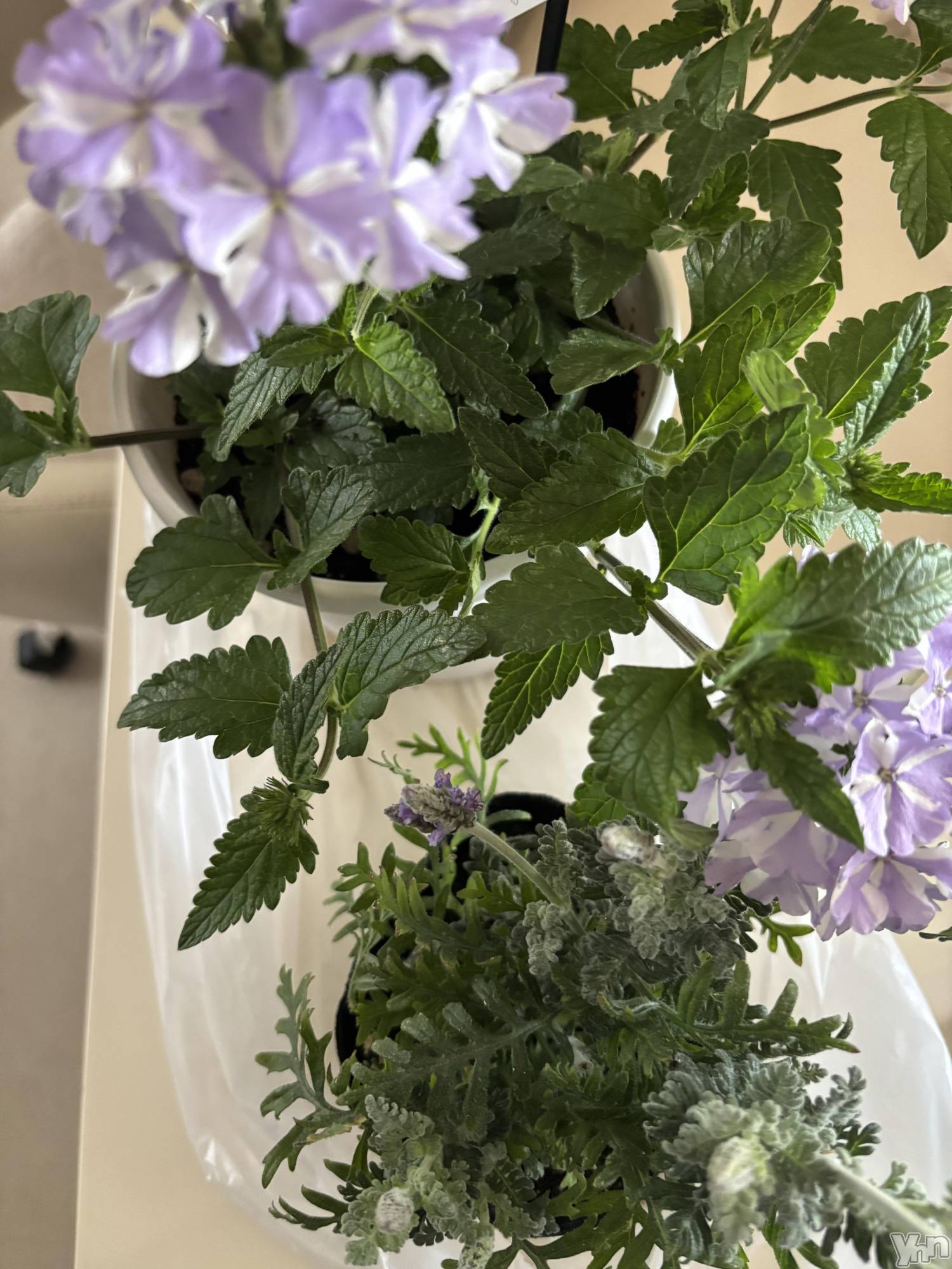 ���ܥ���Х��顦�����Cheriru(�������) ��2025ǯ5��15���̥�֥�����🪻��