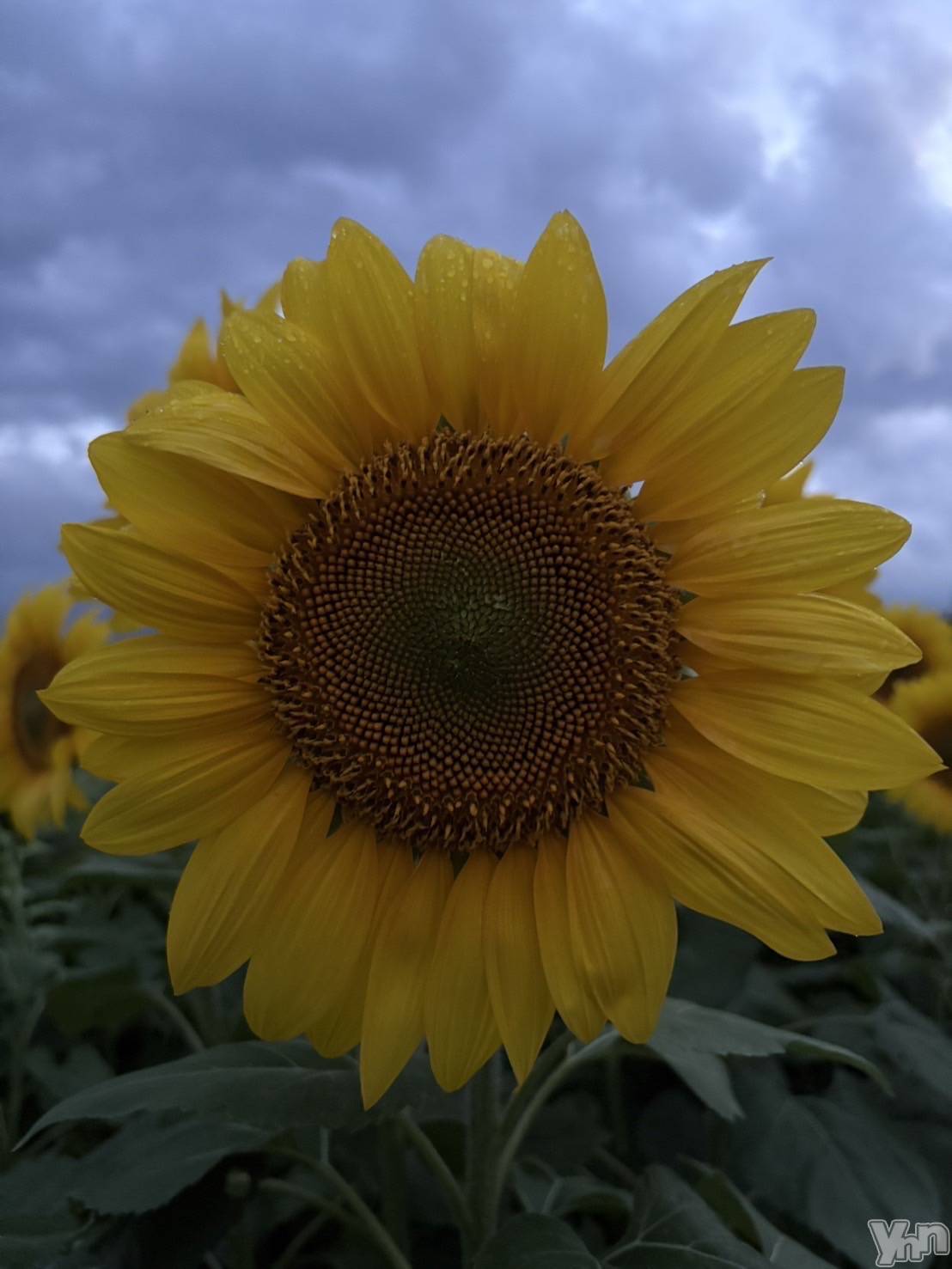 ���ܥ���Х��顦�����Cheriru(�������) ��2025ǯ8��13���̥�֥�����🎂��