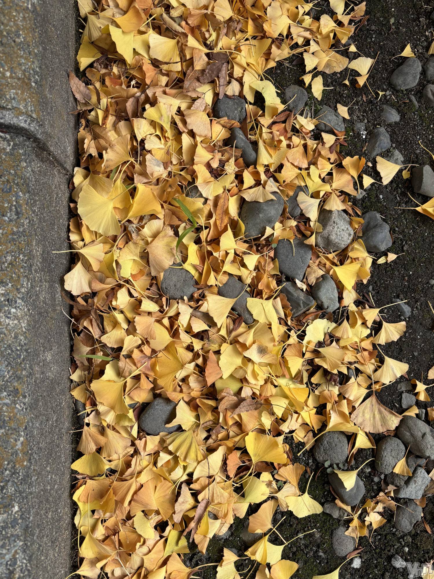 ���ܥ���Х��顦�����Cheriru(�������) ��2025ǯ11��21���̥�֥�����🍂��