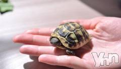 甲府デリヘルThree＆Men’s Spa 甲府(スリー＆メンズスパ コウフ) あん　M性感(44)の6月21日写メブログ「も○も○カメよ、亀○○よ」