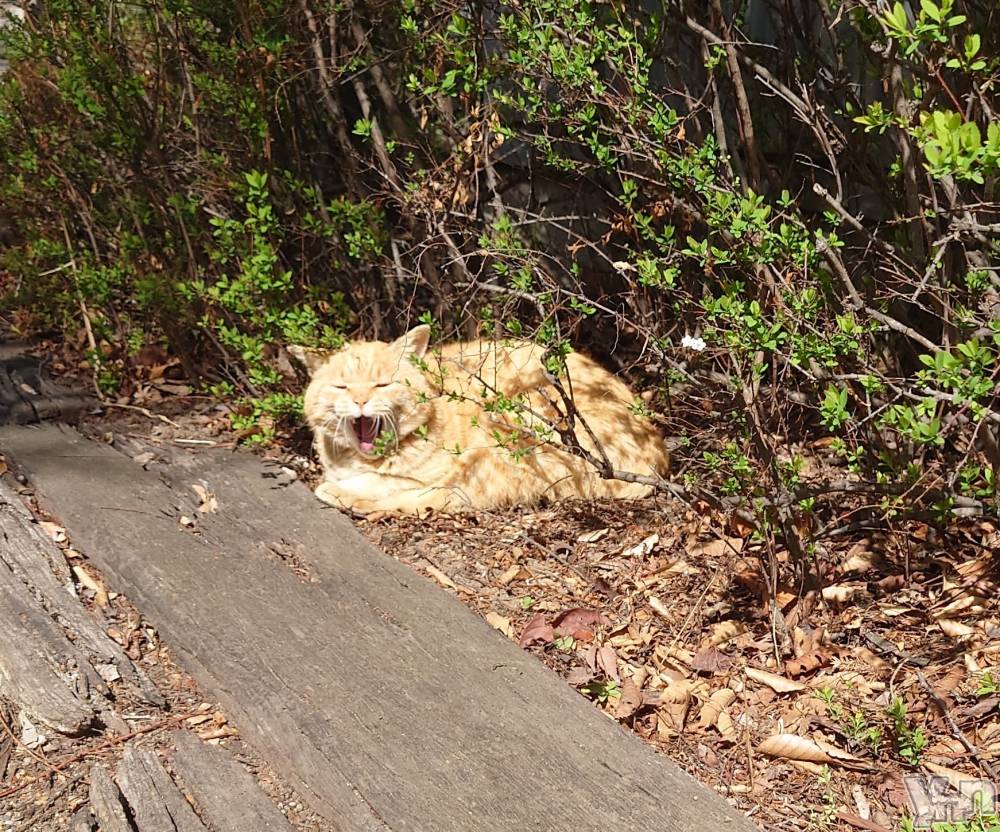 ���ܥ���Х��顦�����CLUB WONDER(����� ������) ���ȻҤ�7��21���̥�֥�����ǭ�ˤʤꤿ��🐱��