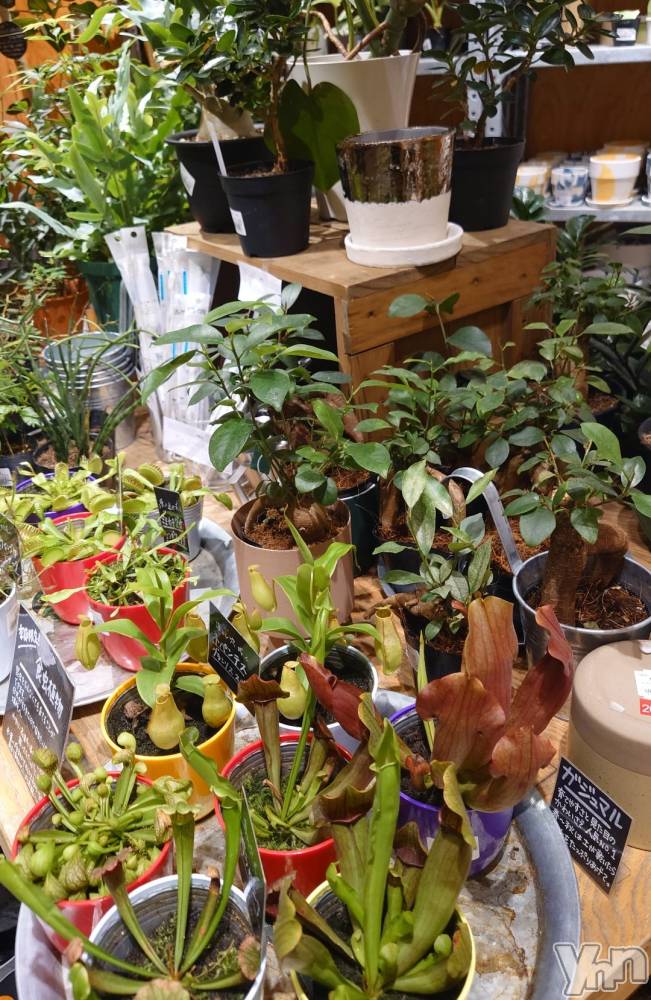 ���ܥ���Х��顦�����CLUB WONDER(����� ������) ���ȻҤ�7��29���̥�֥����ֿ�ʪ������🪴��