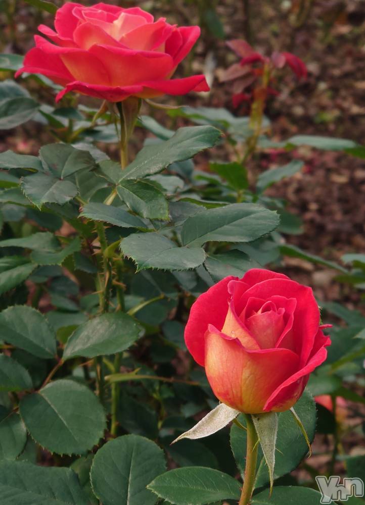 ���ܥ���Х��顦�����CLUB WONDER(����� ������) ���ȻҤ�8��7���̥�֥����ִ��ʤ���������‪🥲‎‪🥲‎‪🥲‎��