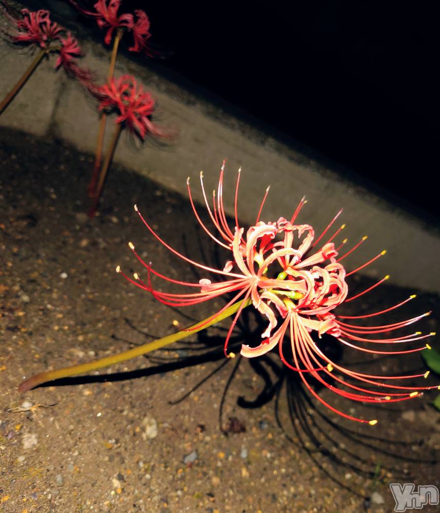 ���ܥ���Х��顦�����CLUB WONDER(����� ������) ���ȻҤ�10��5���̥�֥����ָ���­�餺��