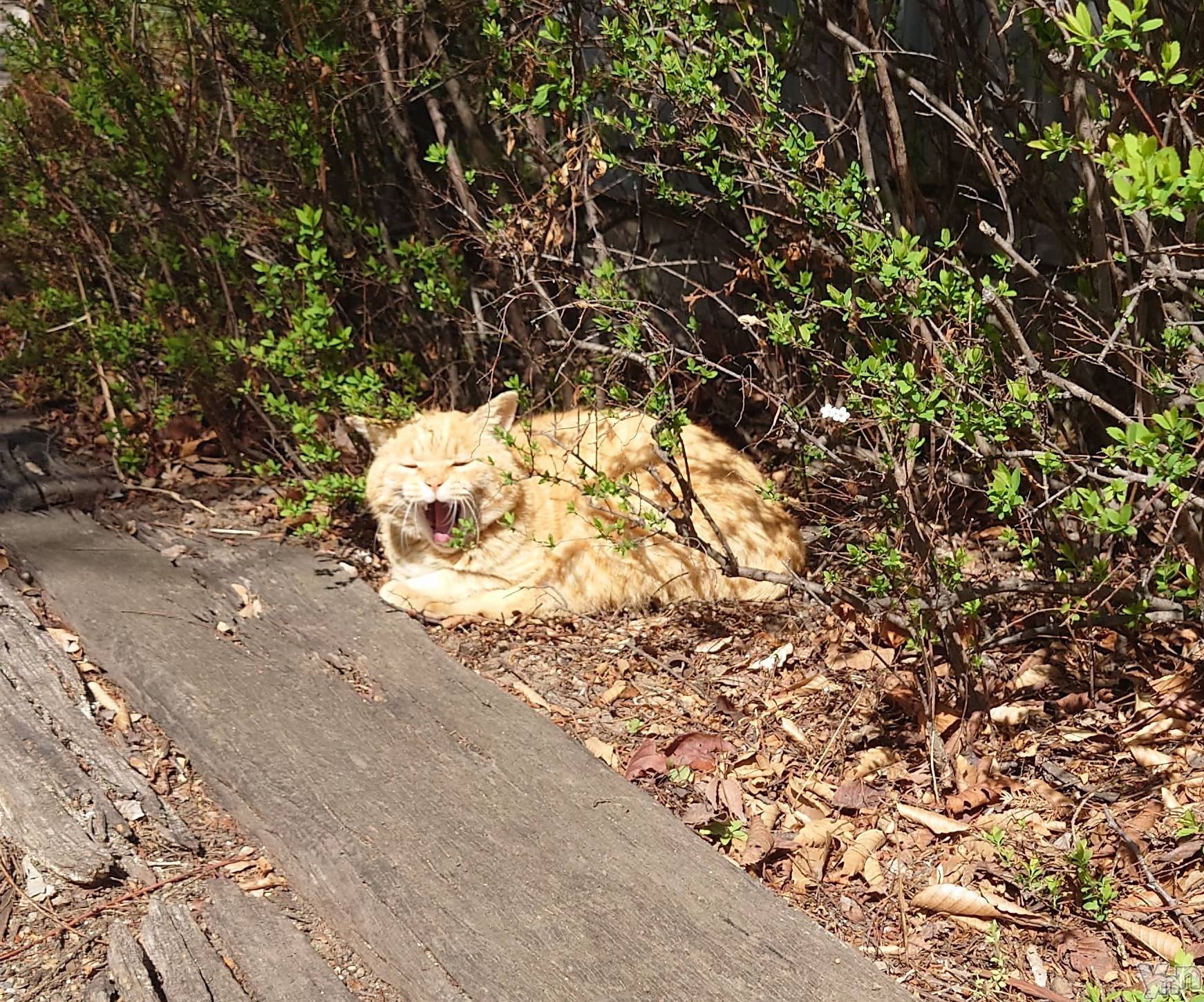 ���ܥ���Х��顦�����CLUB WONDER(����� ������) ��2025ǯ7��21���̥�֥�����ǭ�ˤʤꤿ��🐱��