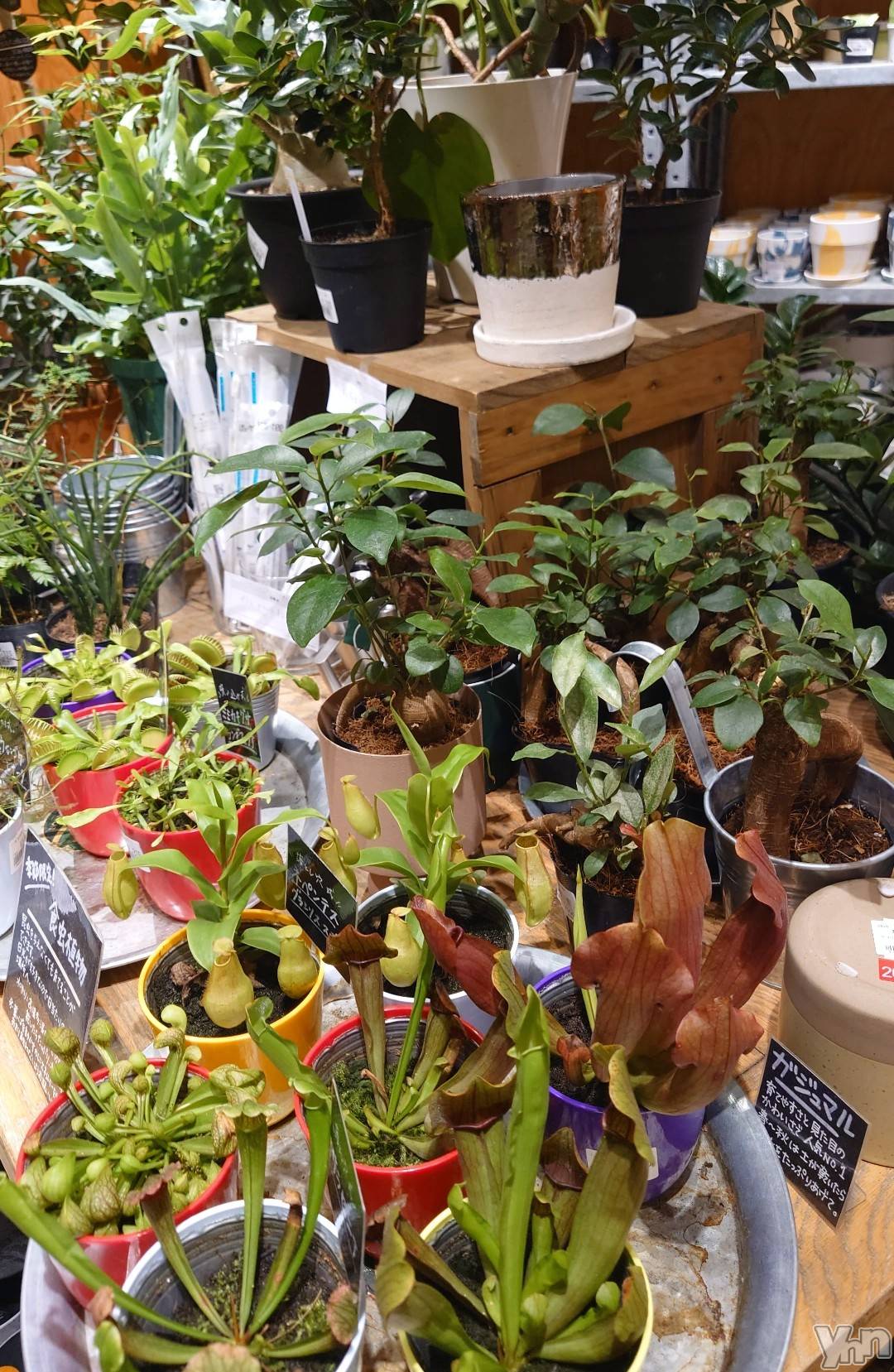 ���ܥ���Х��顦�����CLUB WONDER(����� ������) ��2025ǯ7��29���̥�֥����ֿ�ʪ������🪴��