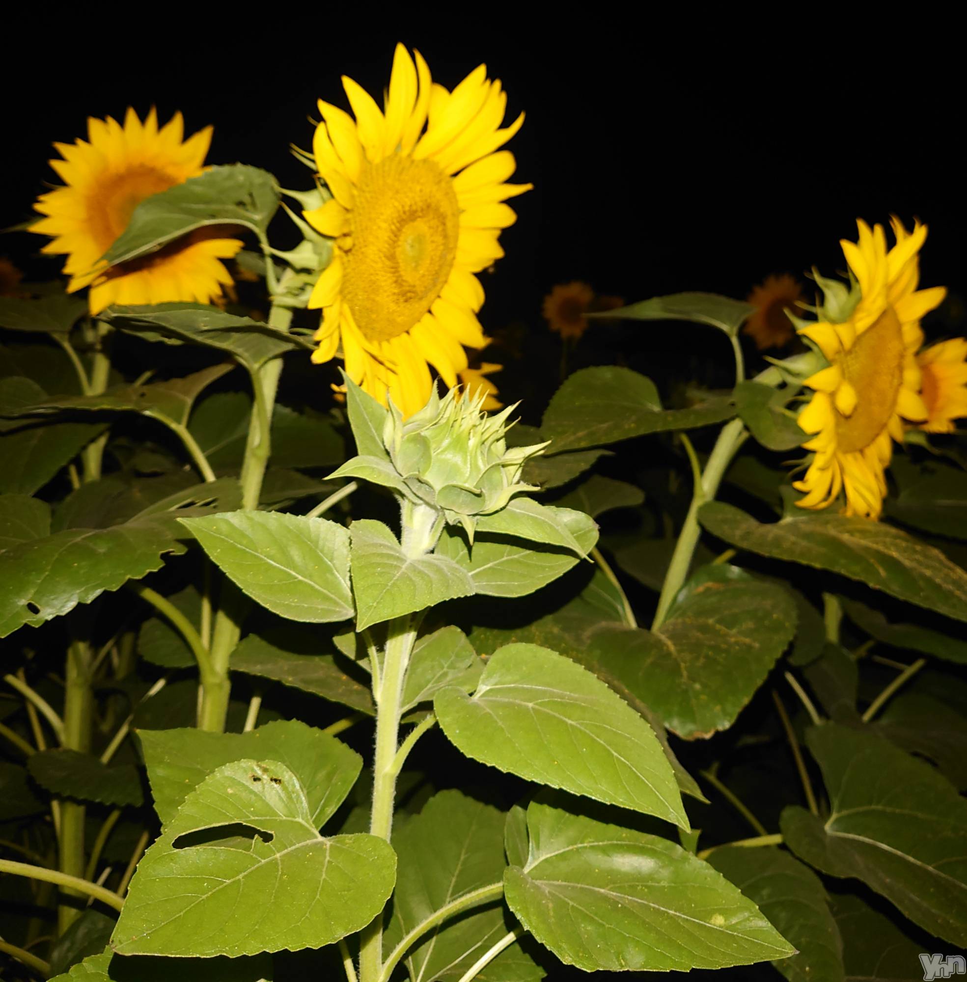 ���ܥ���Х��顦�����CLUB WONDER(����� ������) ��2025ǯ8��4���̥�֥����֤�äƤ��ޤ��ޤ�������