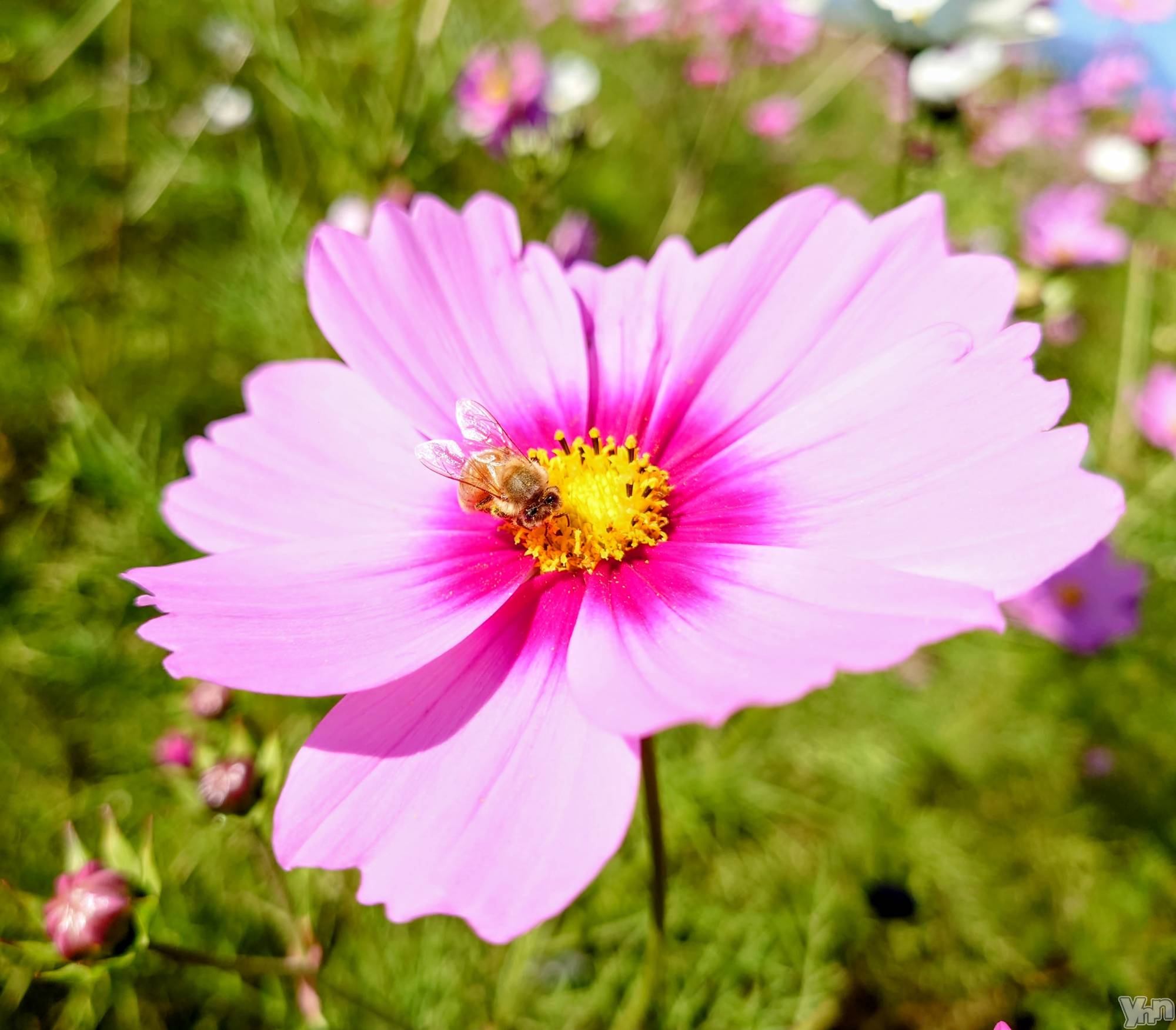 ���ܥ���Х��顦�����CLUB WONDER(����� ������) ��2025ǯ8��11���̥�֥�����̴������ͤΤ���õ���ơ���