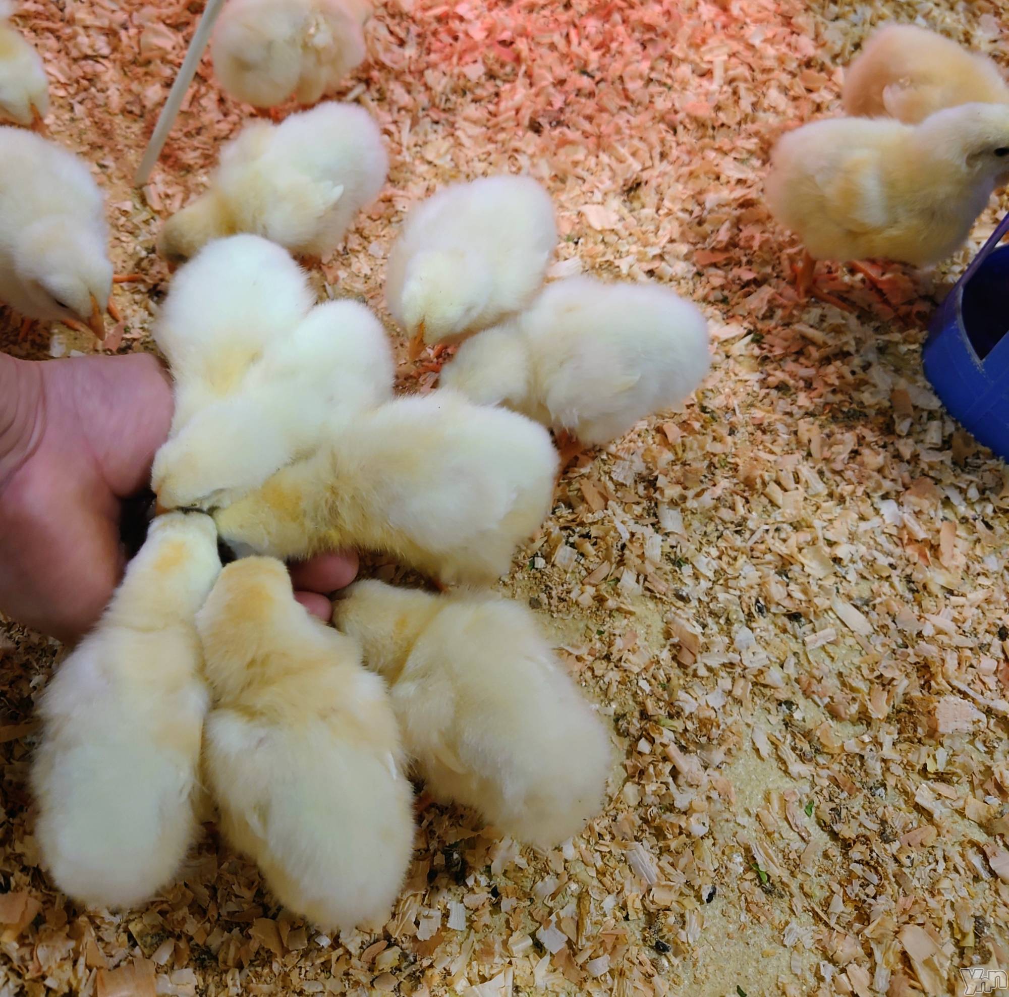 ���ܥ���Х��顦�����CLUB WONDER(����� ������) ��2025ǯ9��28���̥�֥����־˻Ҥξ����­�Τޤ��⤯��