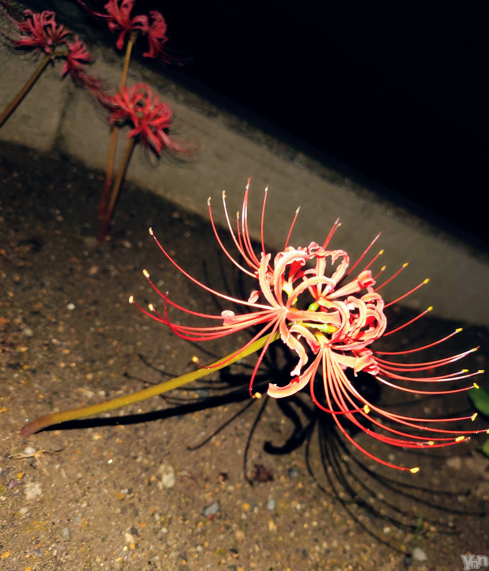 ���ܥ���Х��顦�����CLUB WONDER(����� ������) ��2025ǯ10��5���̥�֥����ָ���­�餺��