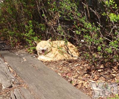 ���ܥ���Х��顦�����CLUB WONDER(����� ������) ���ȻҤ�7��21���̥�֥�����ǭ�ˤʤꤿ��🐱��