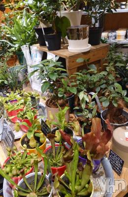 ���ܥ���Х��顦�����CLUB WONDER(����� ������) ���ȻҤ�7��29���̥�֥����ֿ�ʪ������🪴��