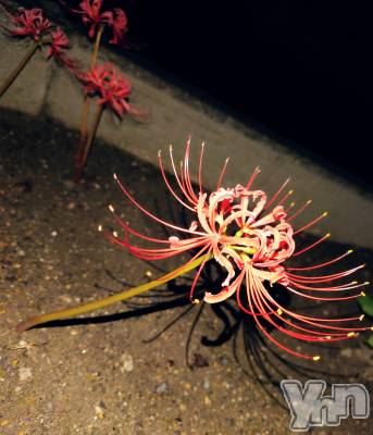 ���ܥ���Х��顦�����CLUB WONDER(����� ������) ���ȻҤ�10��5���̥�֥����ָ���­�餺��