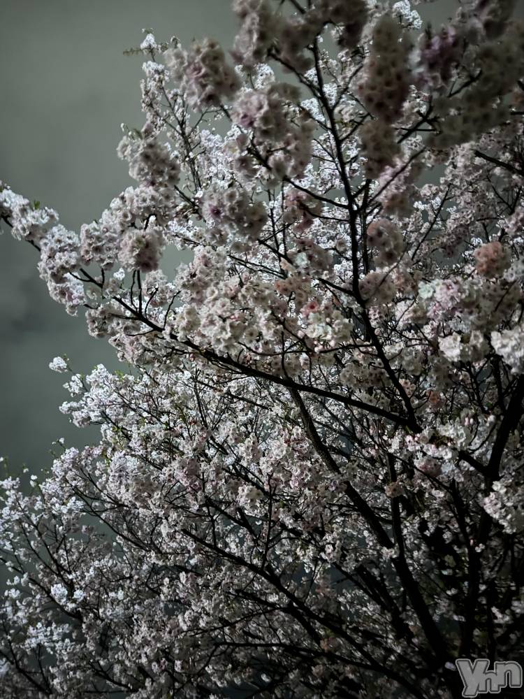 ���ܥ���Х��顦�����Entertainment Club HANA��BUSA(���󥿡��ƥ����ȥ���֡��ϥʥ֥�) �뤢��4��11���̥�֥����ֺ�������‼️��