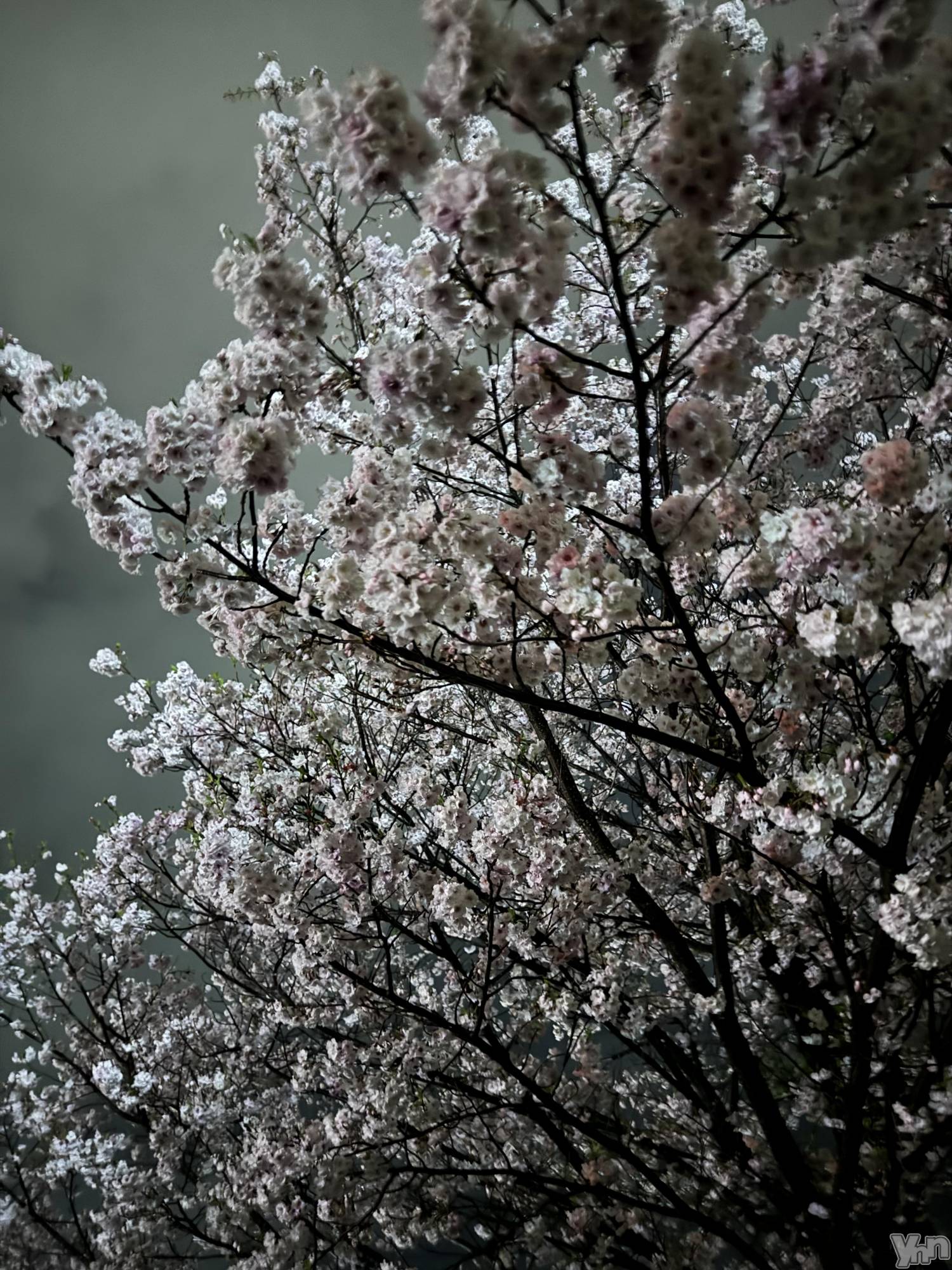 ���ܥ���Х��顦�����Entertainment Club HANA��BUSA(���󥿡��ƥ����ȥ���֡��ϥʥ֥�) ��2025ǯ4��11���̥�֥����ֺ�������‼️��