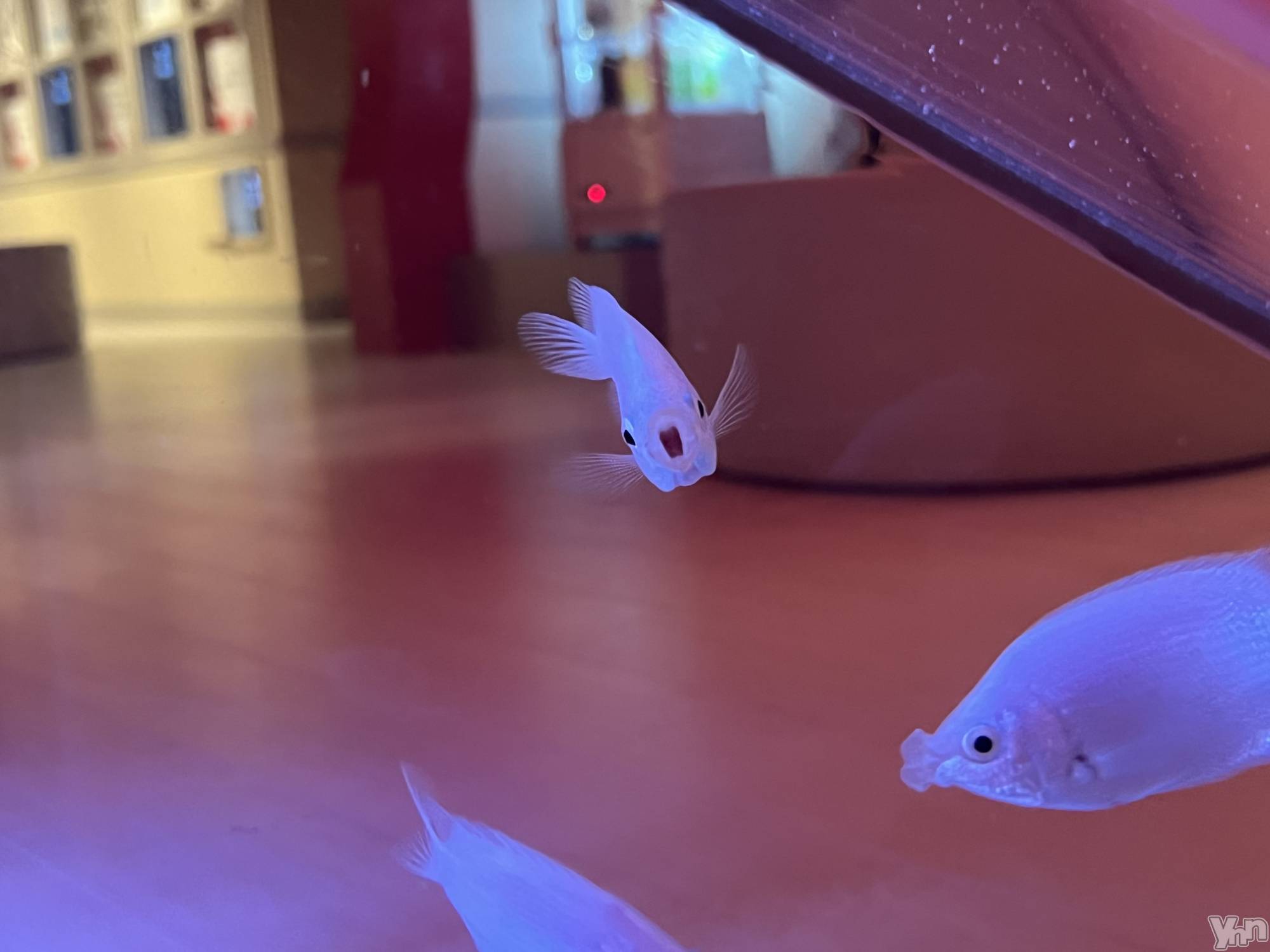 ���ܥ���Х��顦�����CLUB WONDER(����� ������) ��2025ǯ8��16���̥�֥����֤�������������ͤˤ�����🐟‪˜˷��