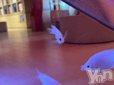 ���ܥ���Х��顦�����CLUB WONDER(����� ������) NANA(23)��8��16���̥�֥����֤�������������ͤˤ�����🐟‪˜˷��