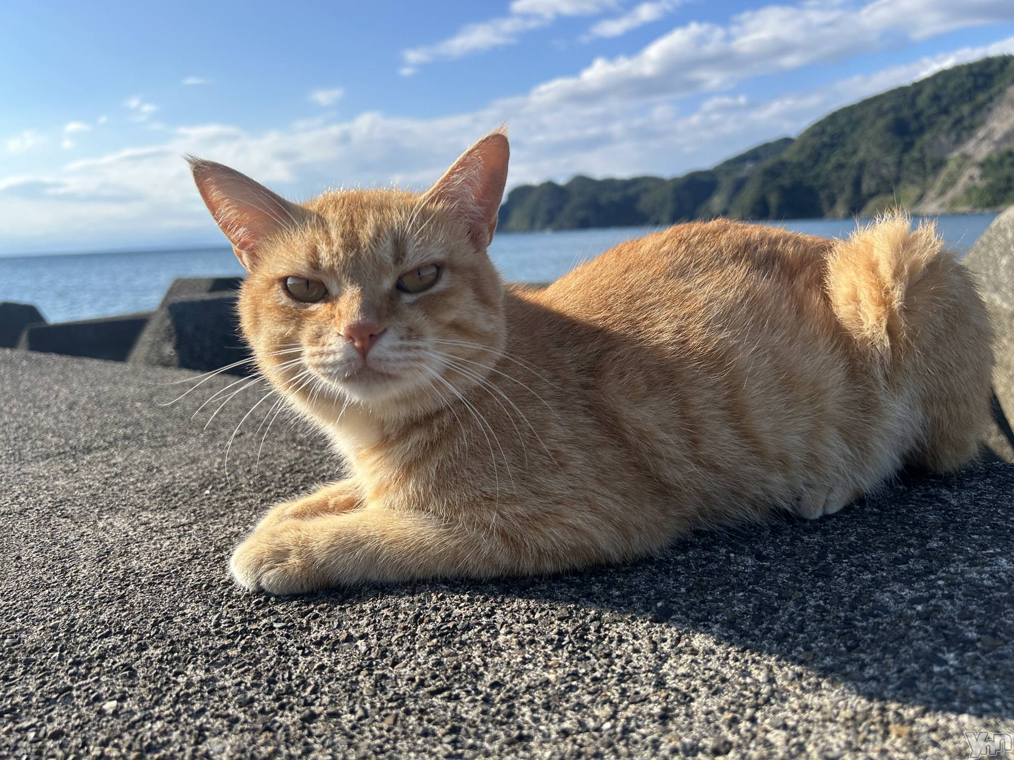 ���ܥ���Х��顦�����CLUB WONDER(����� ������) ��2024ǯ9��27���̥�֥����֤ˤ��🐈🐾��