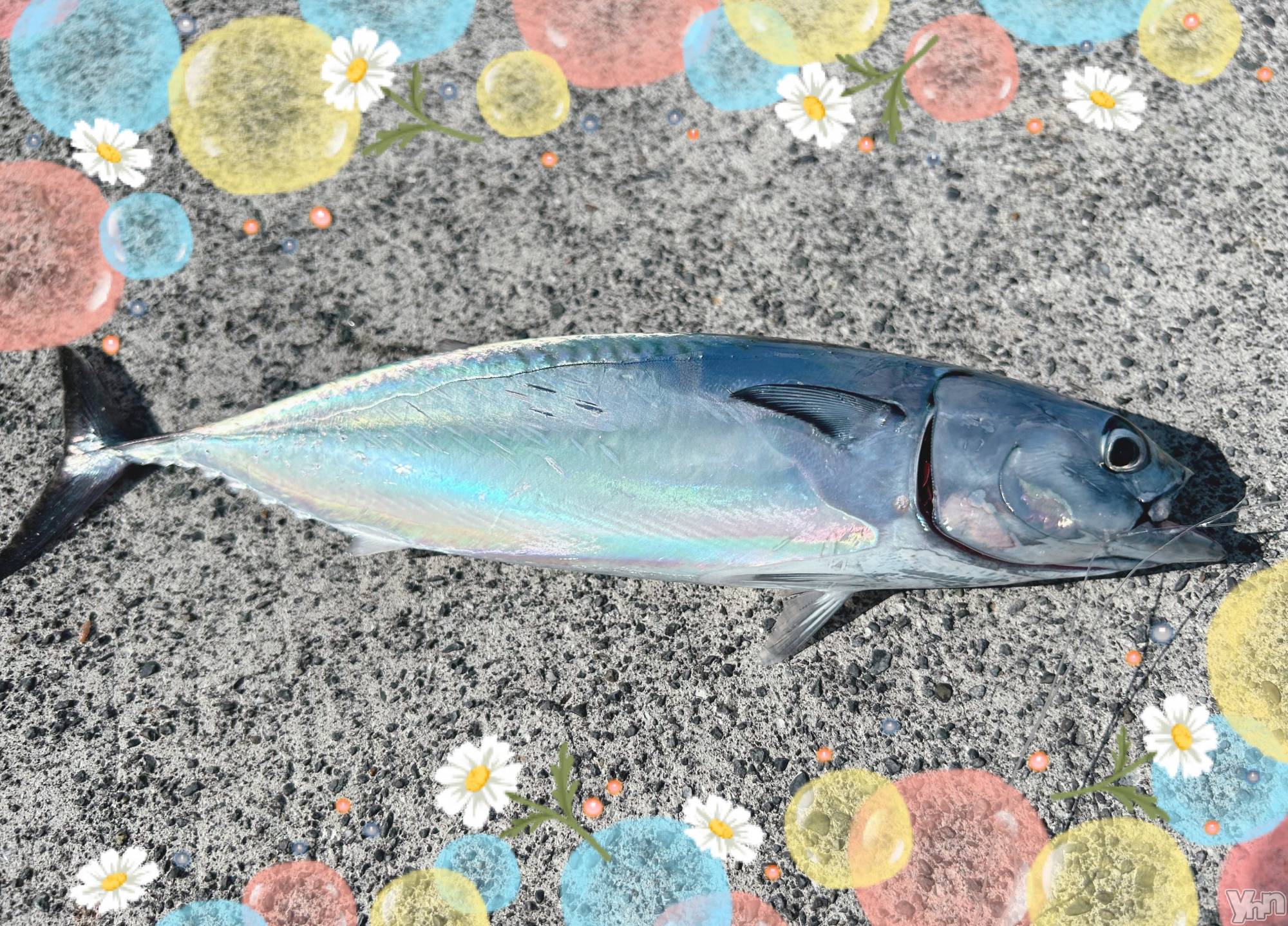 ���ܥ���Х��顦�����CLUB WONDER(����� ������) ��2025ǯ10��8���̥�֥����֥��ĥ�‪‪❤︎‬��