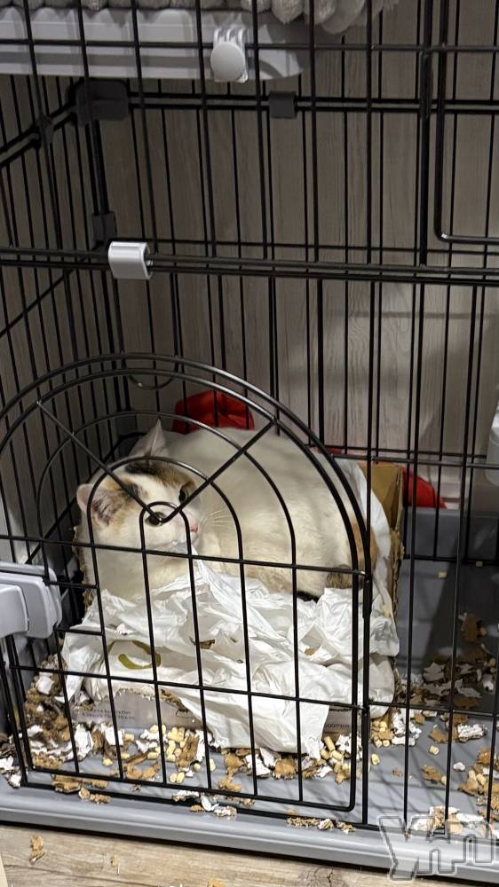 ���ܥ���Х��顦�����CLUB HEARTS(����֥ϡ���) �ޤʤȤ�2��18���̥�֥����֤ˤ塼��²🐱��