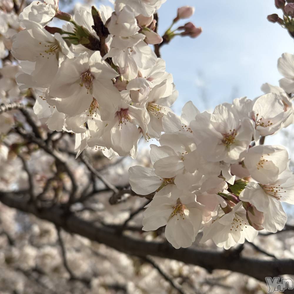 ���ܥ���Х��顦�����CLUB HEARTS(����֥ϡ���) �ޤʤȤ�4��1���̥�֥�����🌸��